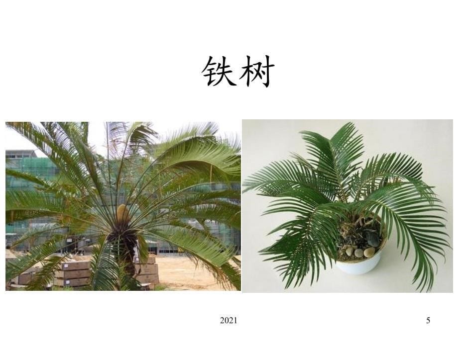 2021年一年级美术《美丽的植物和动物》PPT课件_第5页