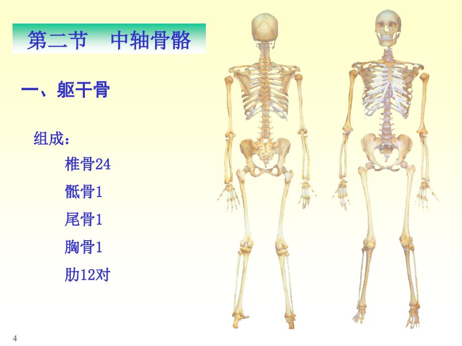 《护理专业资料》骨学-实验课-2012-2013-2_第4页