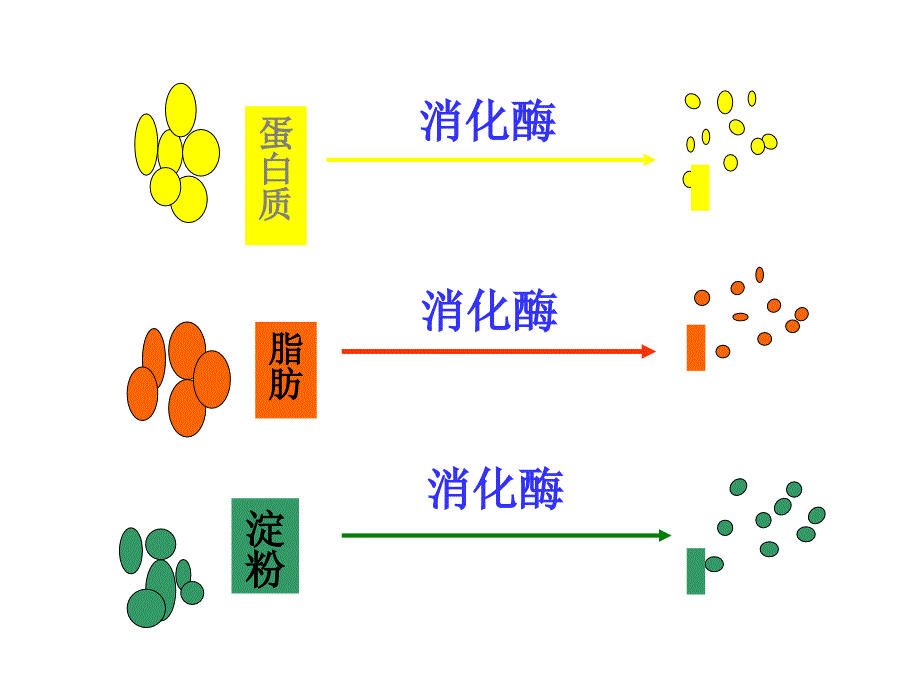 初一(3)人体对食物的消化吸收_第4页