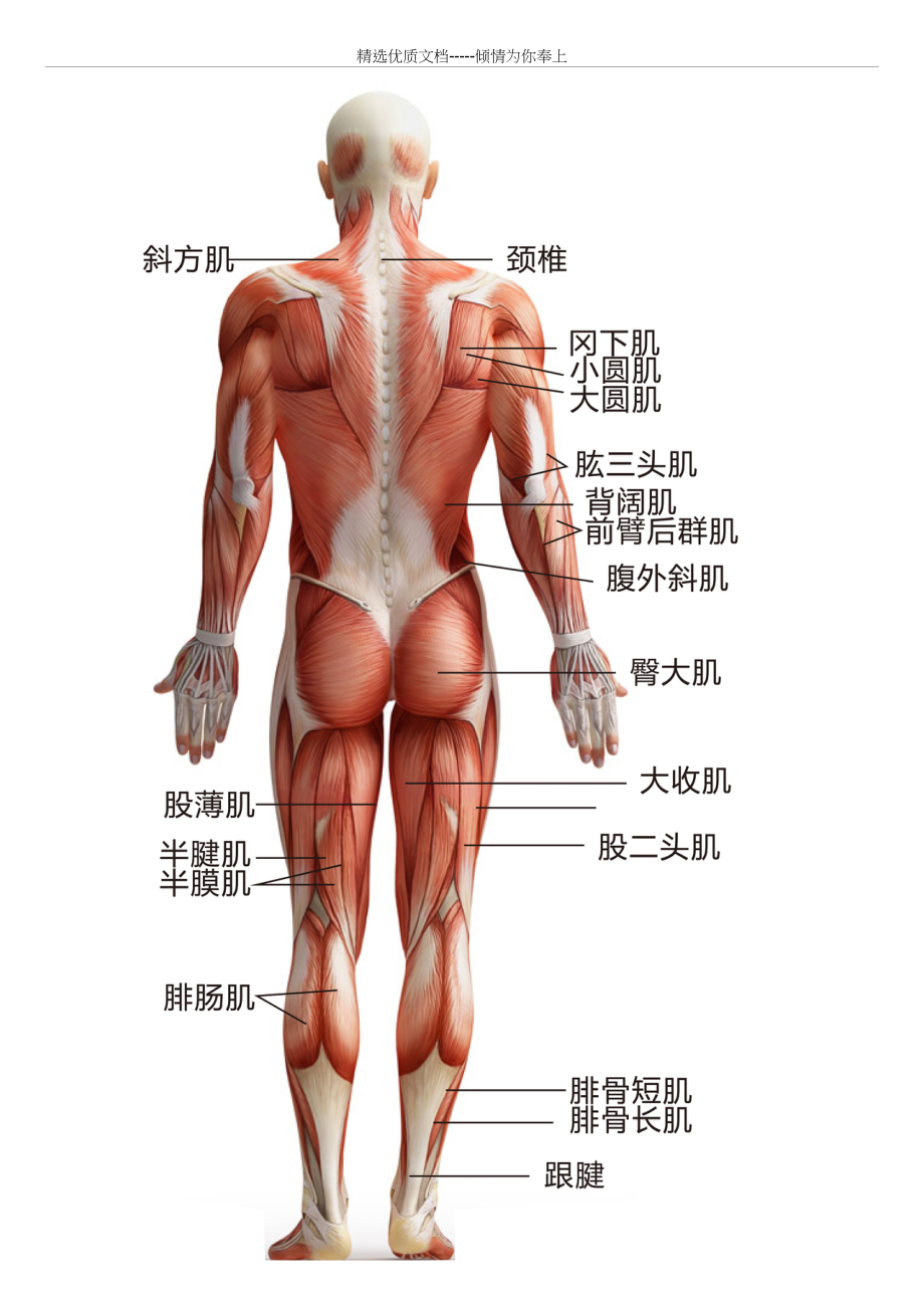 人体肌肉分布图(A3高清)(共3页)_第3页