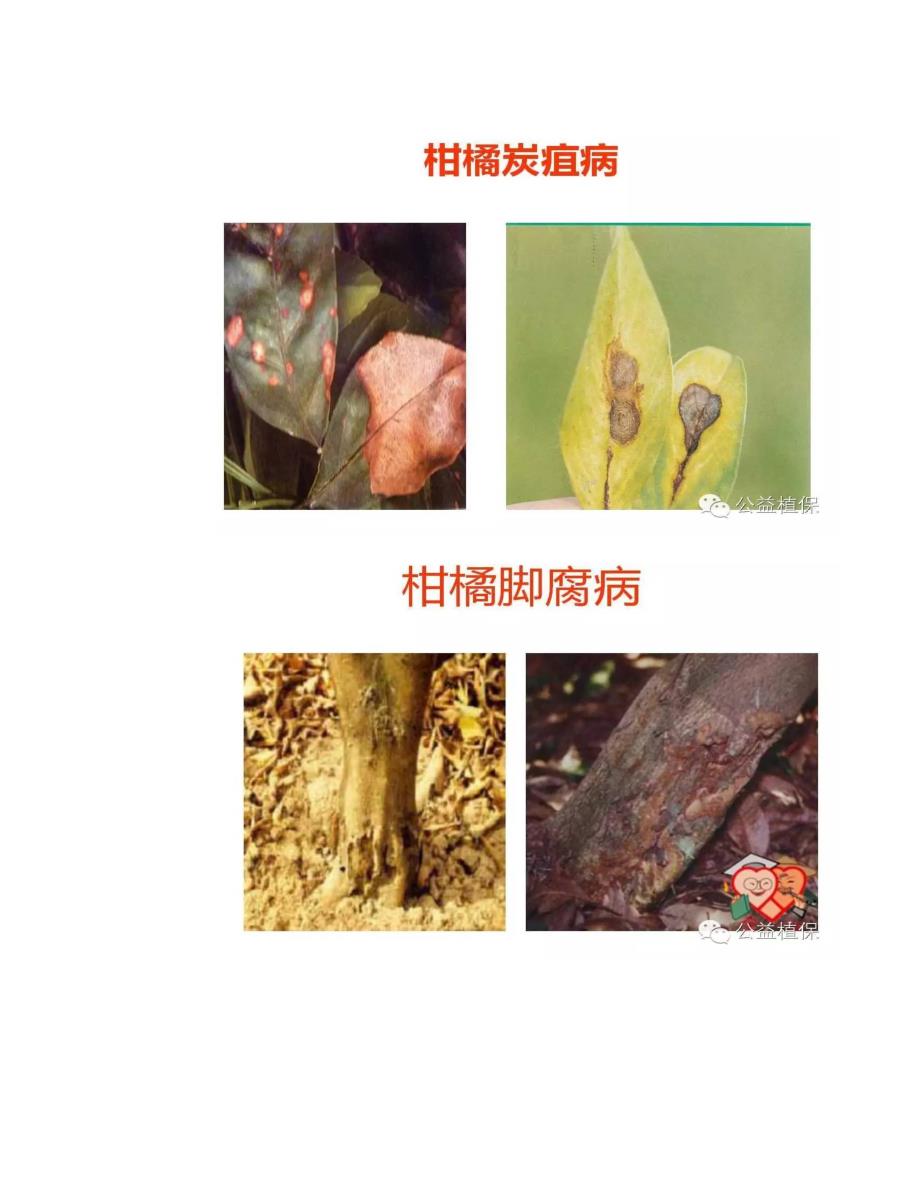 果树常见病虫害图谱(收藏版)_第3页