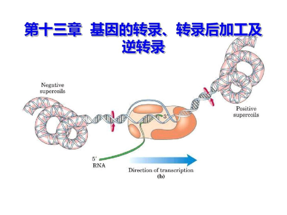 基因的转录、转录后加工及逆转录ppt课件[精选]_第1页