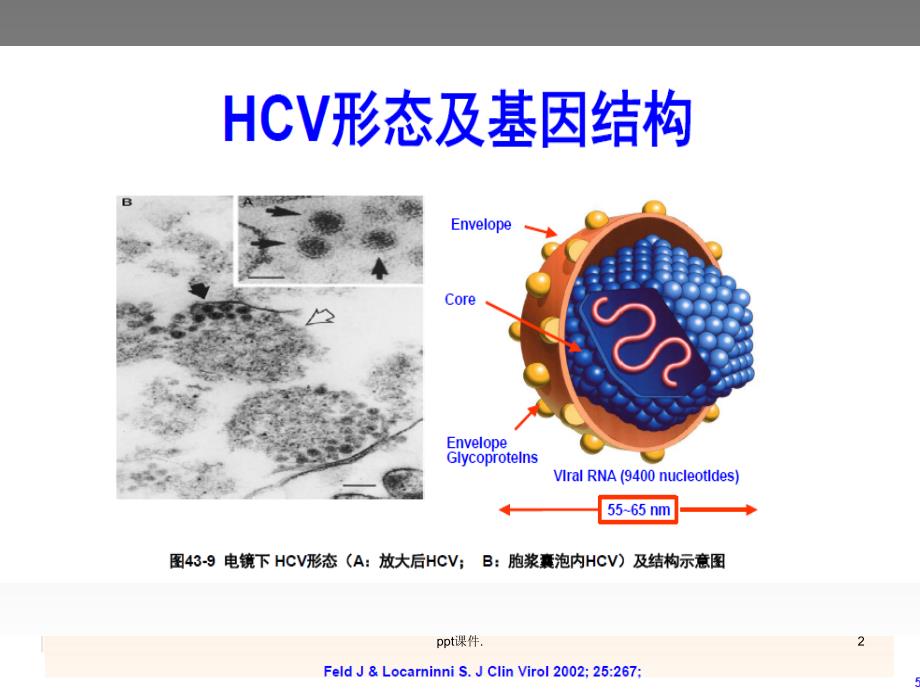 HCV核心抗原检测ppt课件_第2页