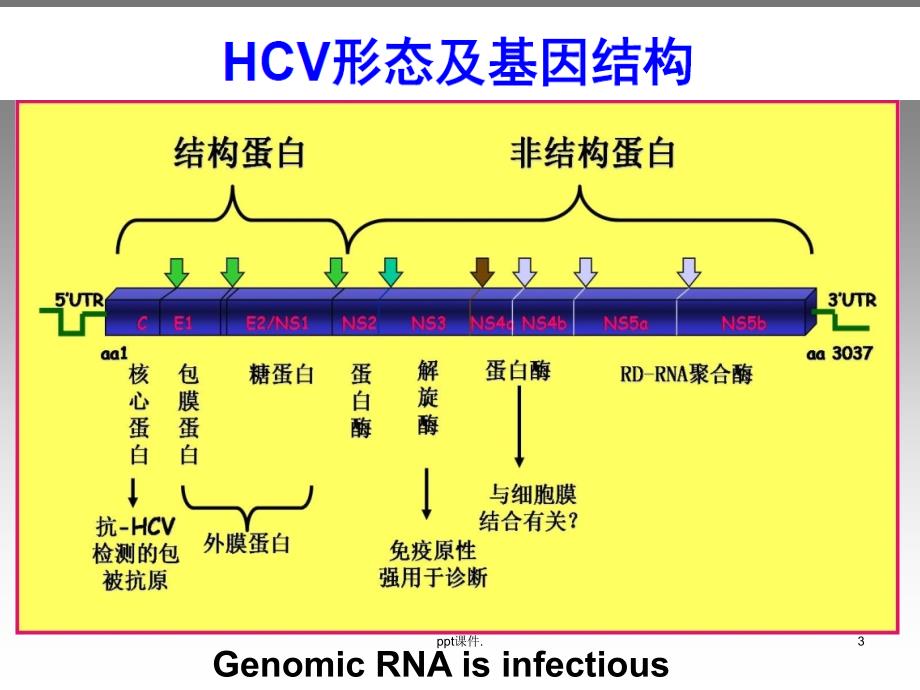 HCV核心抗原检测ppt课件_第3页