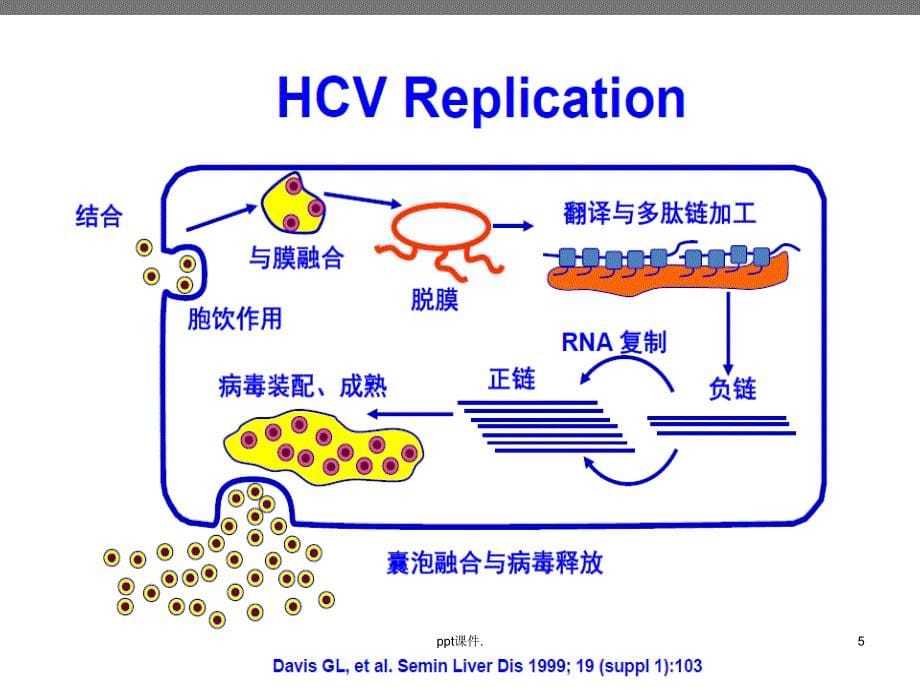 HCV核心抗原检测ppt课件_第5页