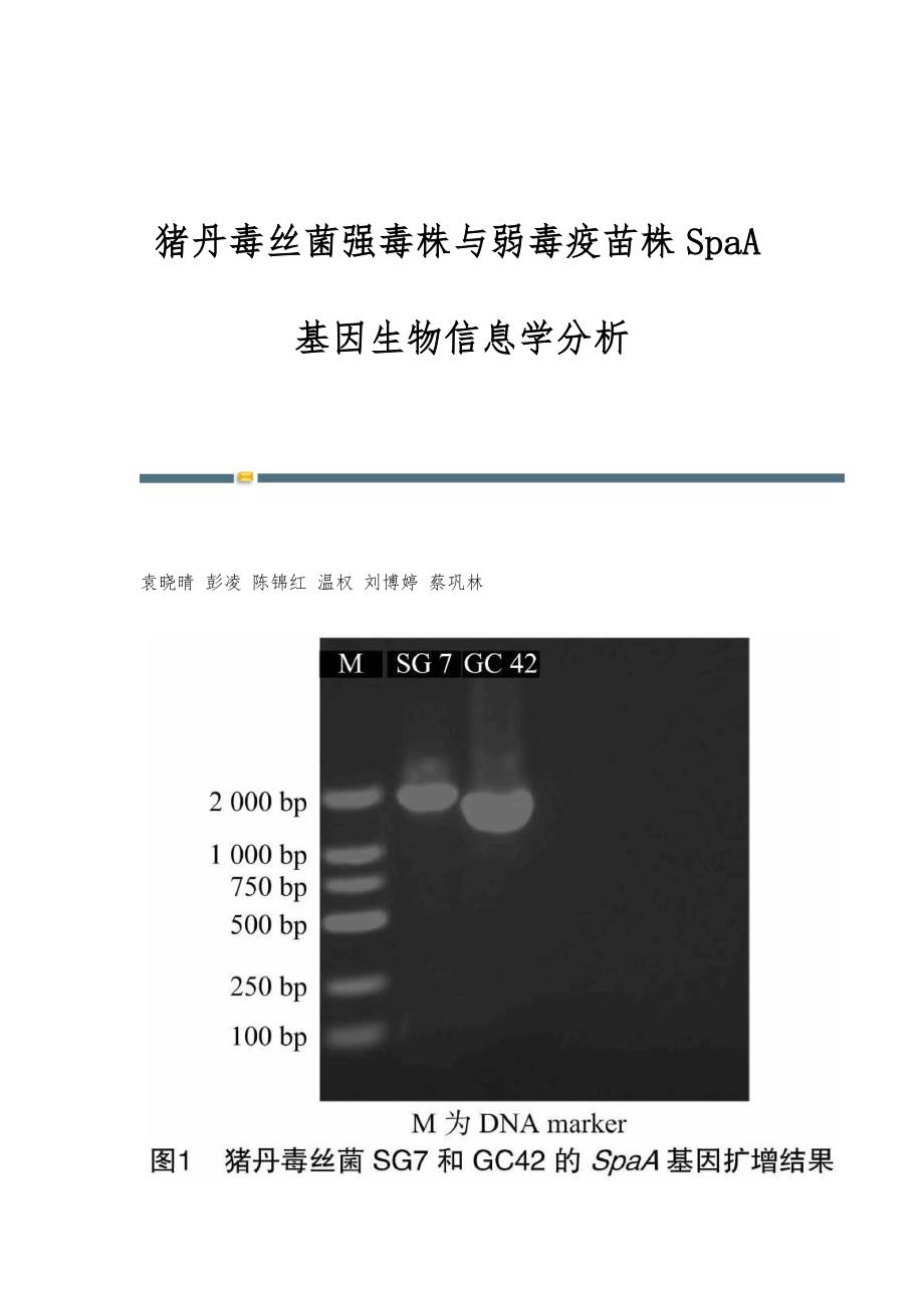 猪丹毒丝菌强毒株与弱毒疫苗株SpaA基因生物信息学分析_第1页