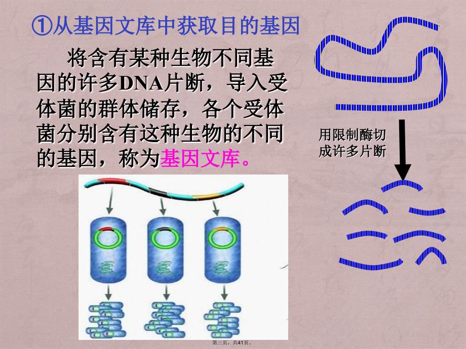 基因工程的原理和技术(3)_第3页