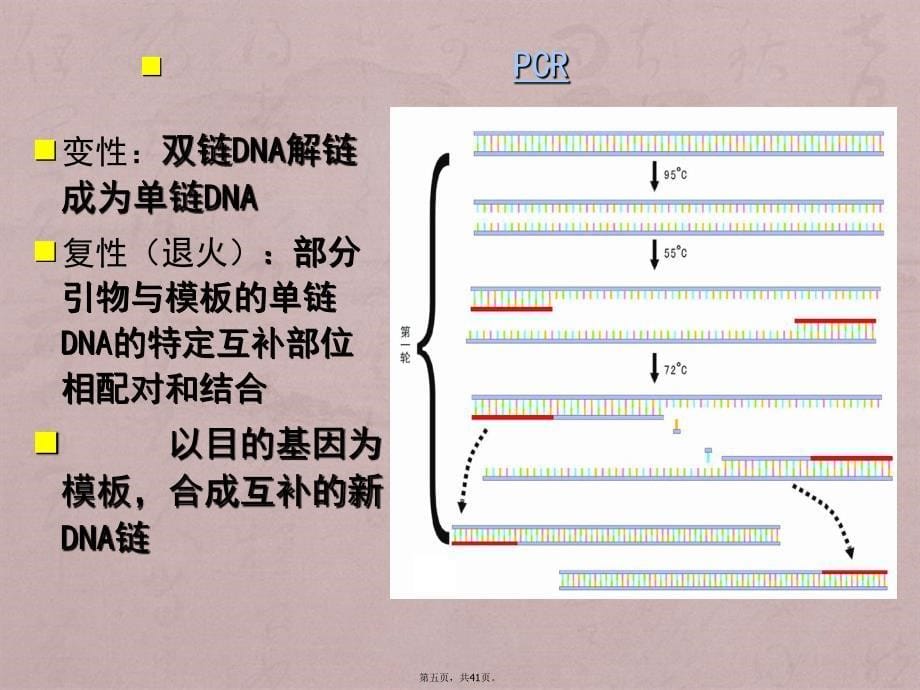 基因工程的原理和技术(3)_第5页