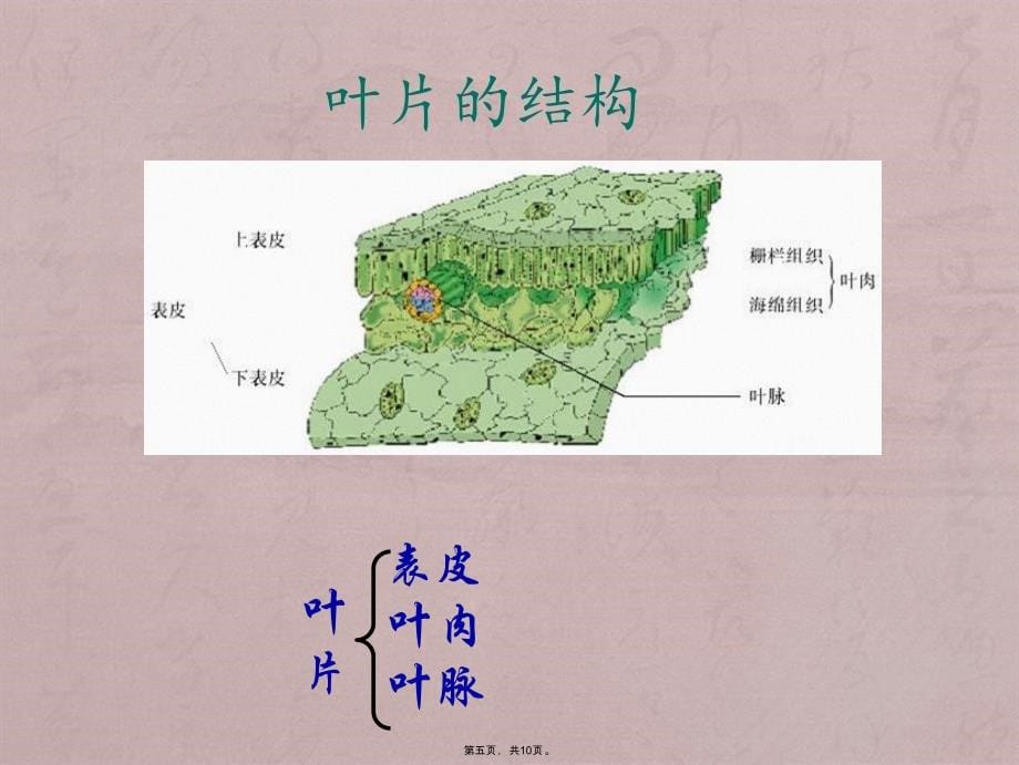 课件实验课制作临时切片观察叶片的结构_第5页