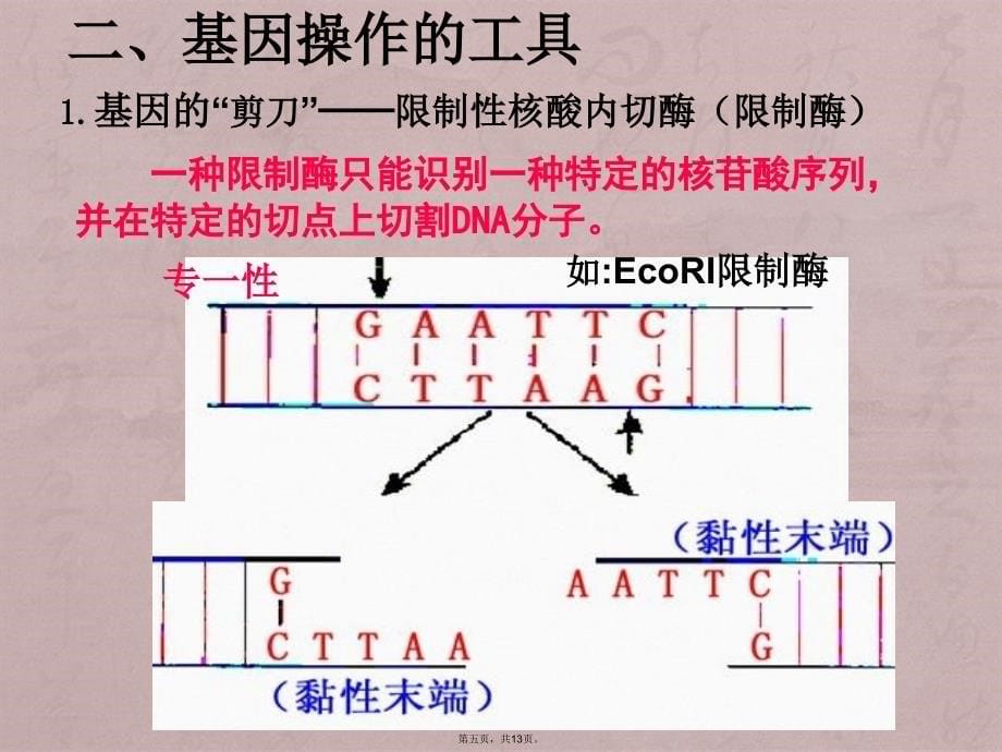 基因工程及其应用(2)_第5页