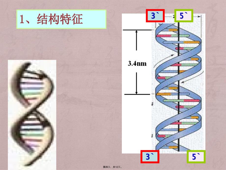 DNA的二级结构_第4页