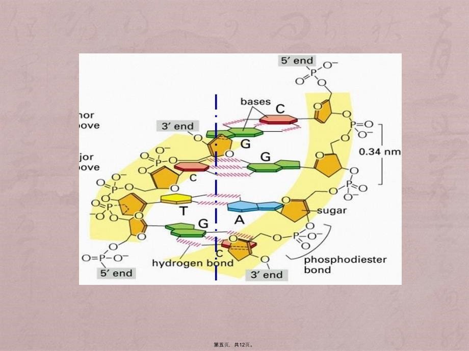 DNA的二级结构_第5页