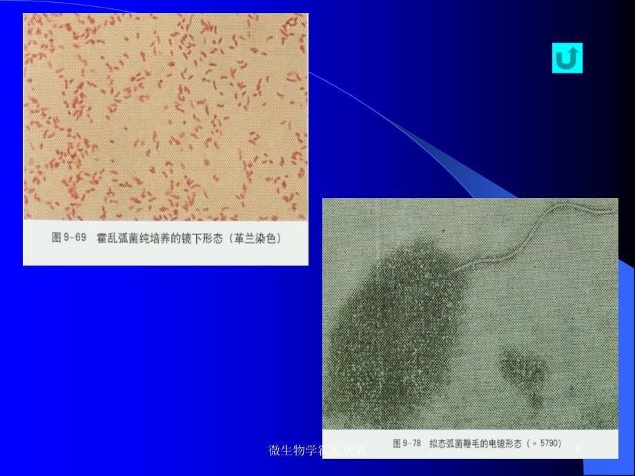 微生物学霍乱厌氧课件_第5页