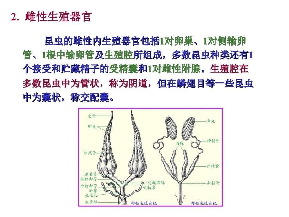 第十八章 昆虫的生殖_第5页