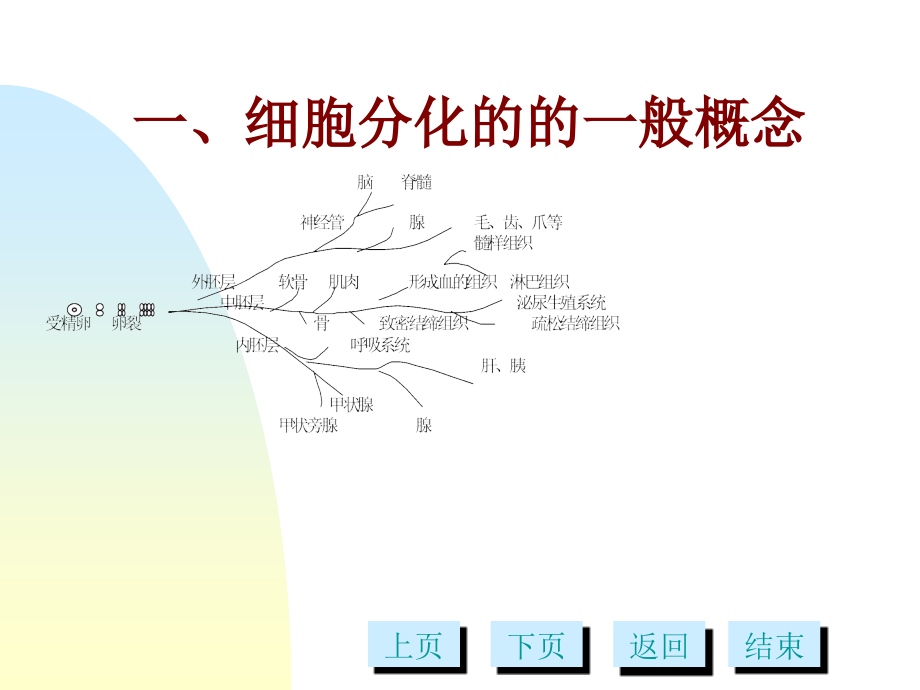 第十三章细胞分化多媒体v资料教程_第2页