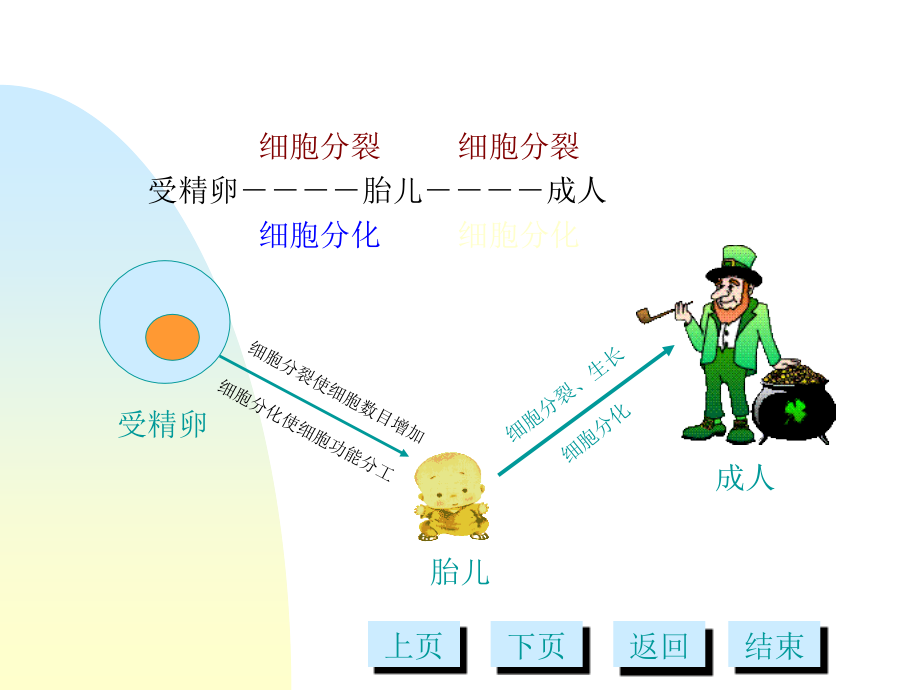 第十三章细胞分化多媒体v资料教程_第3页