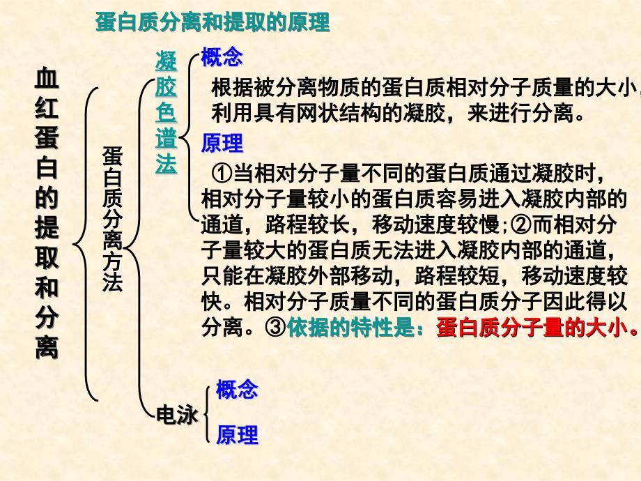 血红蛋白的提取和分一轮复习_第3页