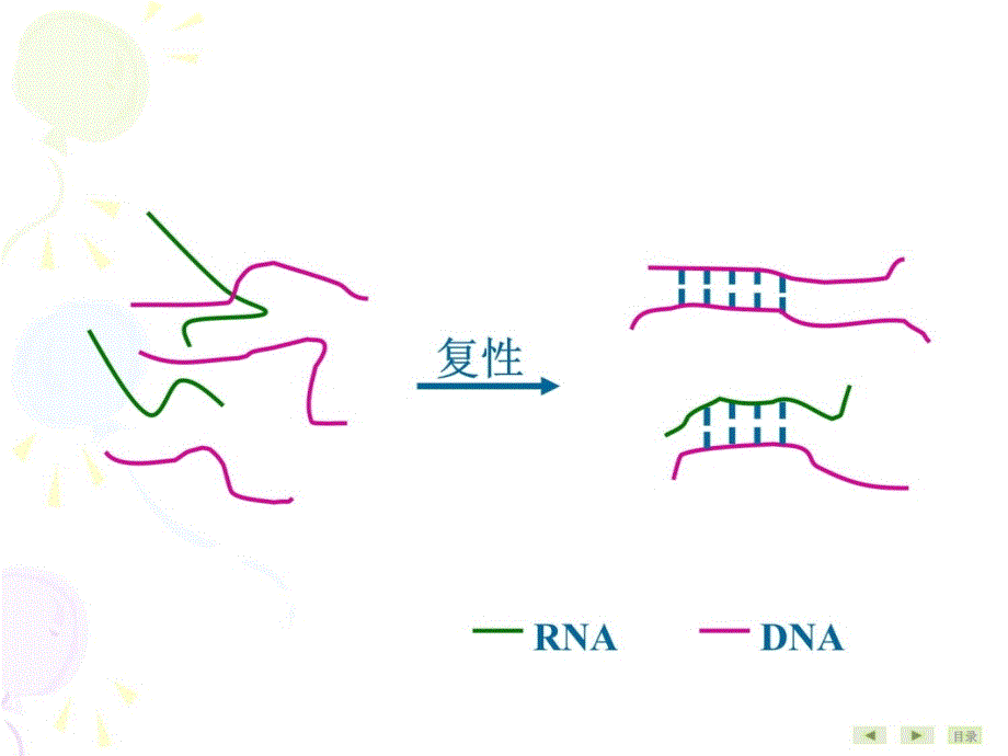 第21章常用分子生物学技术的原理及其应用v说课材料_第4页