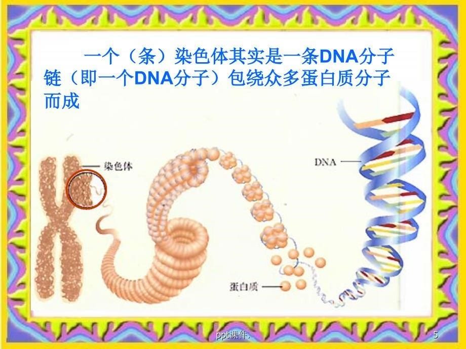 基因DNA染色体的关系ppt课件_第5页