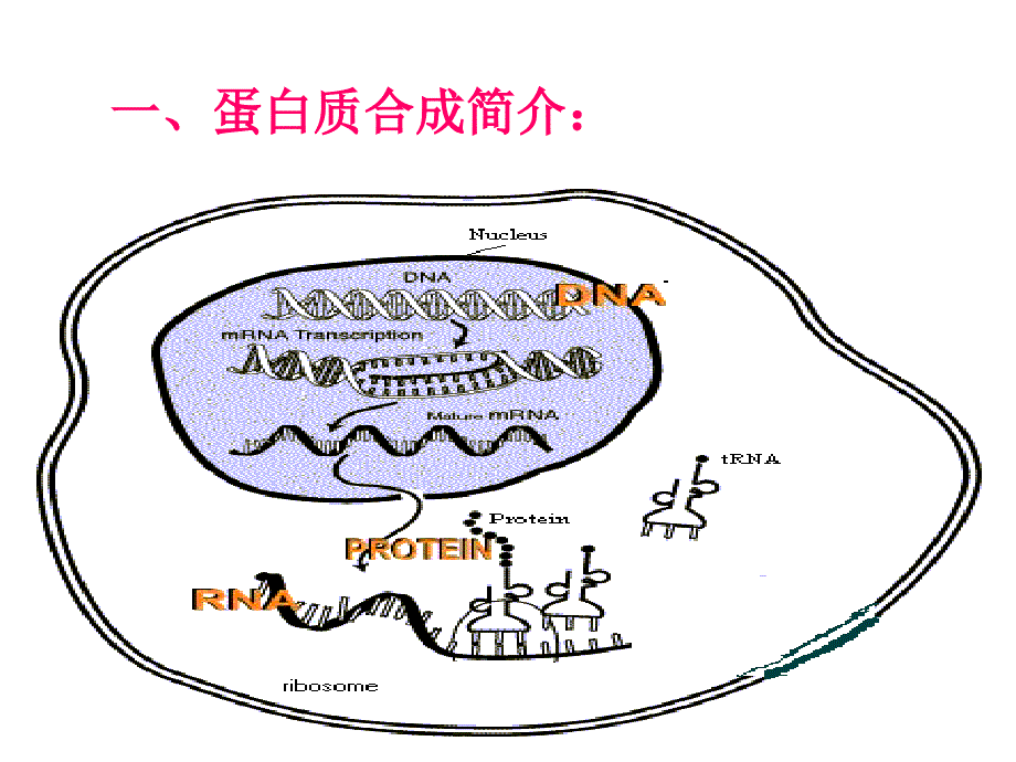 蛋白质合成简教学幻灯片_第1页