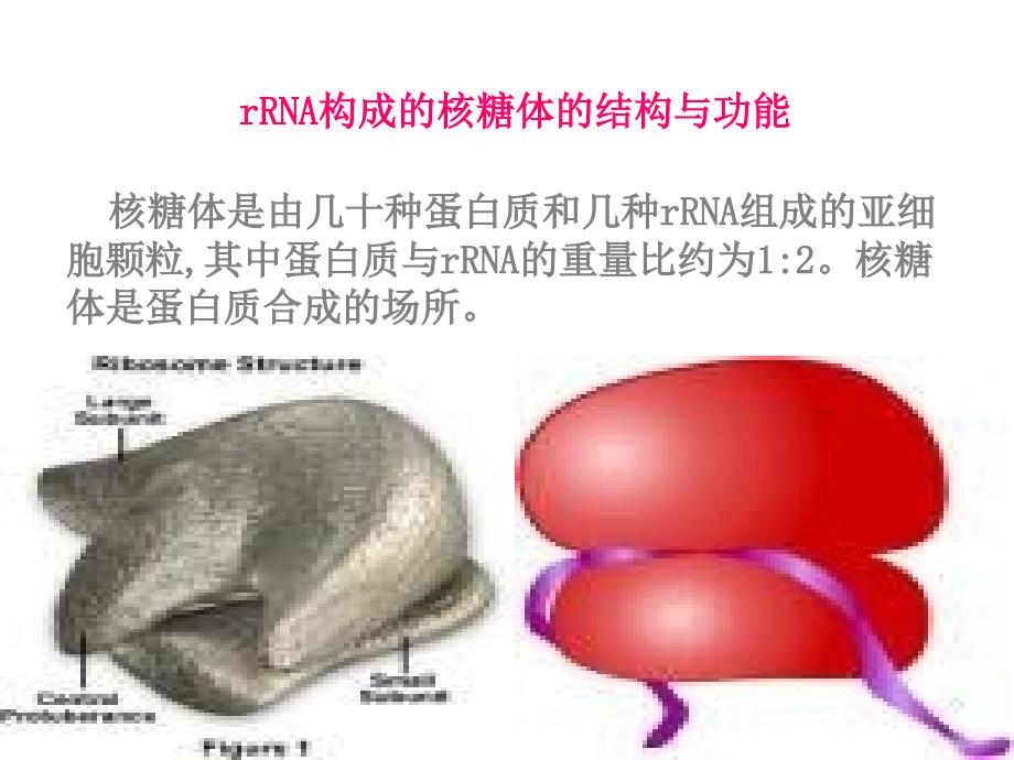 蛋白质合成简教学幻灯片_第3页