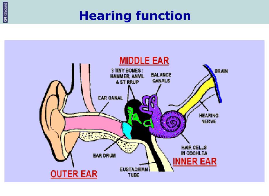 耳部解剖生理讲课教案_第3页