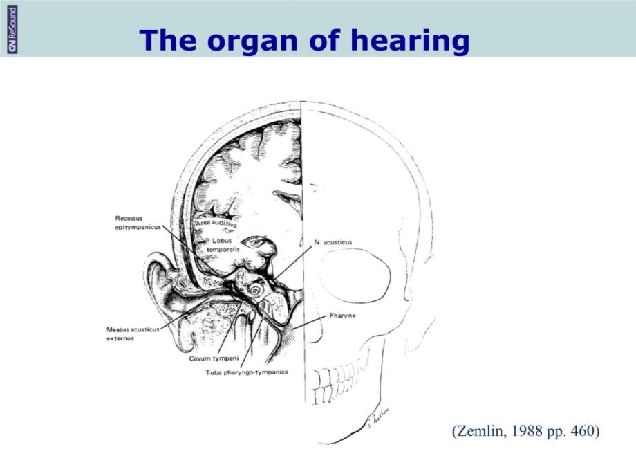 耳部解剖生理讲课教案_第4页