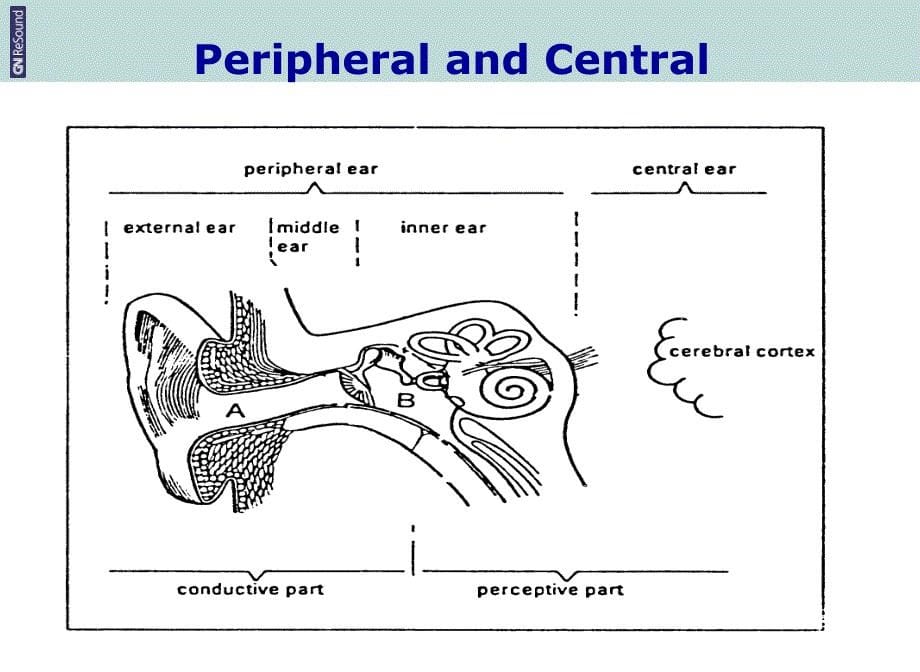 耳部解剖生理讲课教案_第5页