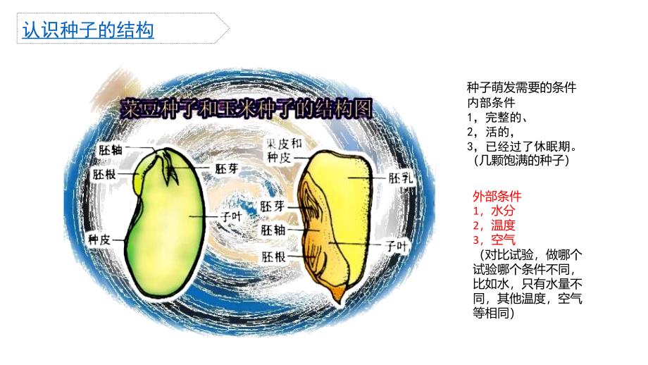 青岛版小学科学五年级下册第三单元复习巩固_第3页