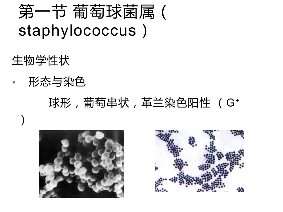球菌（coccus）PPT精品课件_第2页