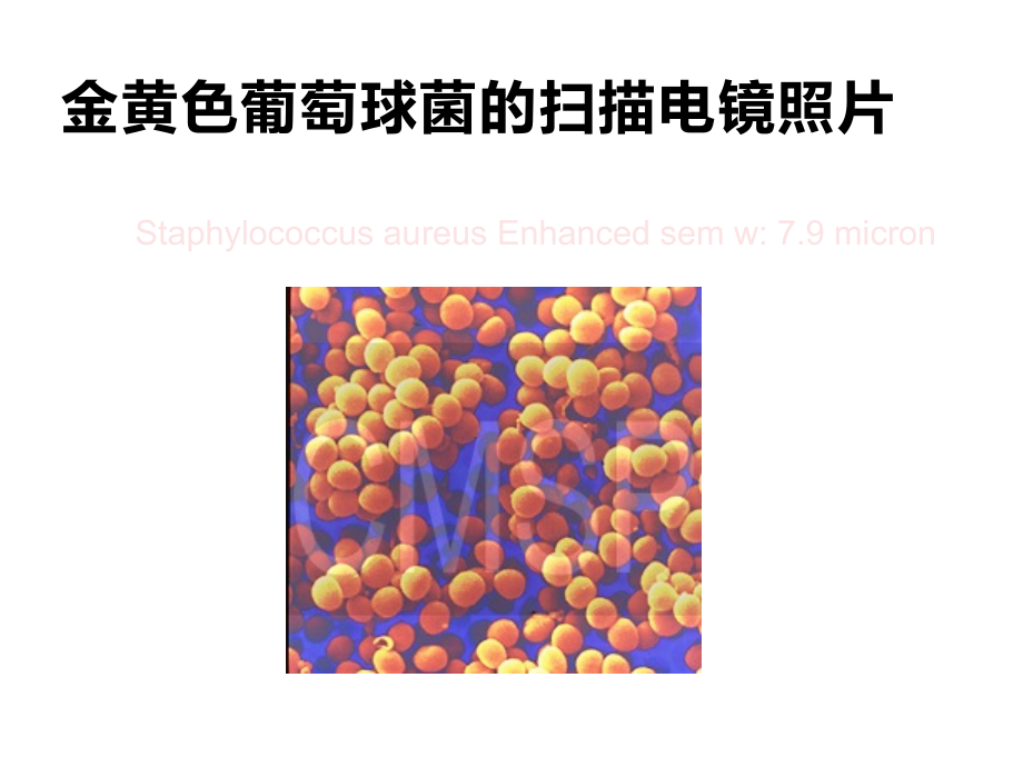 球菌（coccus）PPT精品课件_第5页