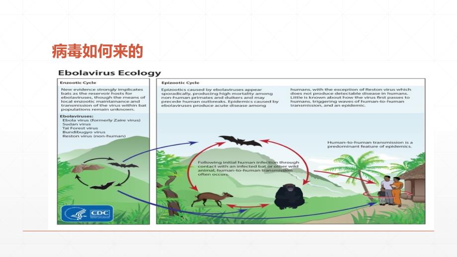 埃博拉出血热防控PPT课件03_第4页