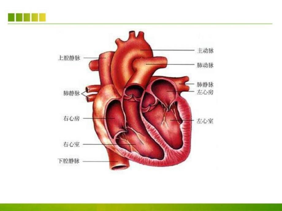 肺动脉闭锁患者的护理查房ppt课件图PPT课件03_第4页