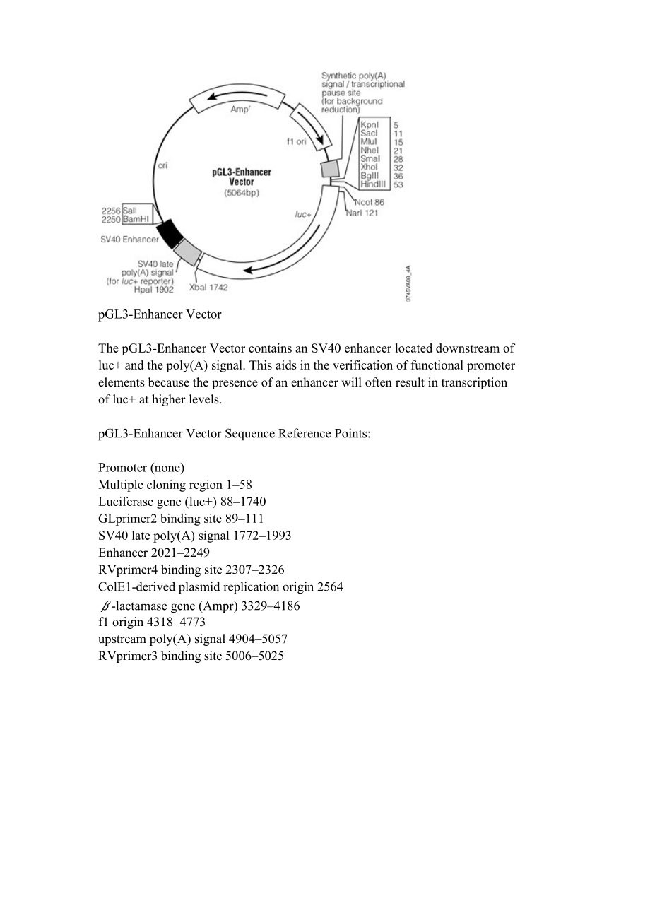 pGL3-Enhancer Vector质粒图谱及其说明_第1页