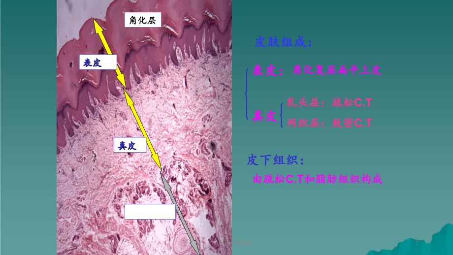 实验：结缔组织皮肤_第2页