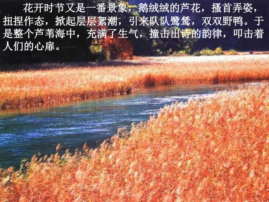 八年级语文上册 第1单元 2《芦花荡》 新人教版1_第3页