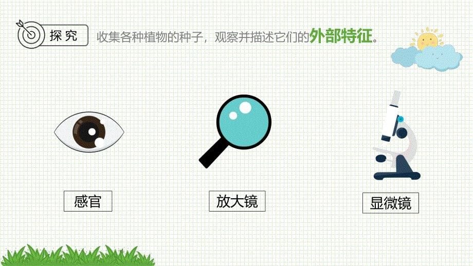 教科版科学四年级下册《1.1种子里孕育着新生命》课件_第5页