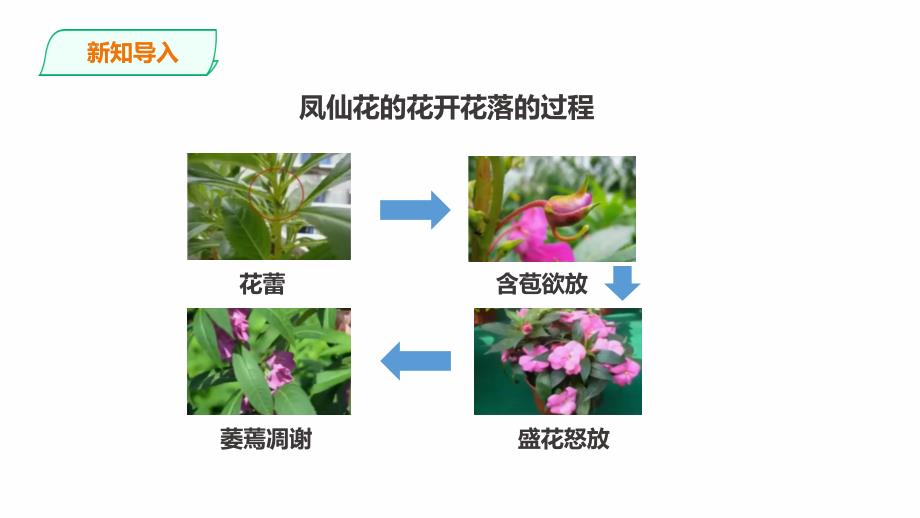 教科版科学四年级下册1.6《果实和种子》课件（27张PPT）_第4页