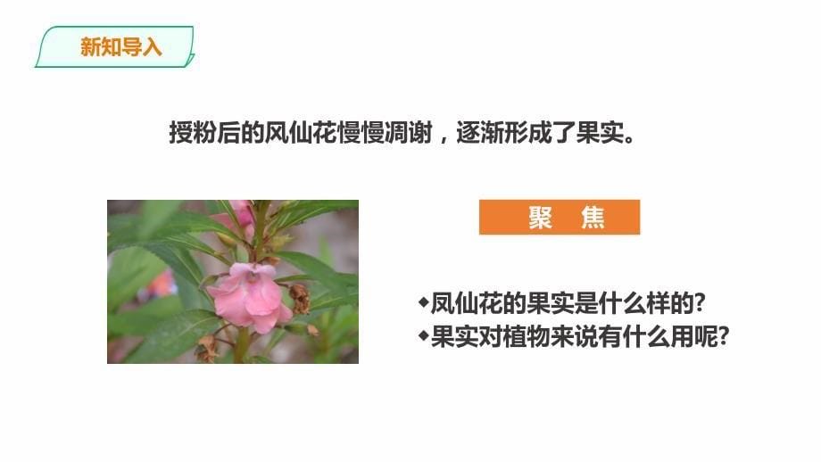 教科版科学四年级下册1.6《果实和种子》课件（27张PPT）_第5页