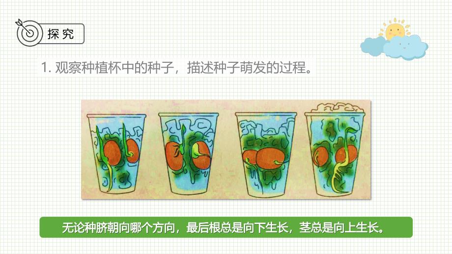 教科版科学四年级下册《1.3种子长出了根》课件_第4页