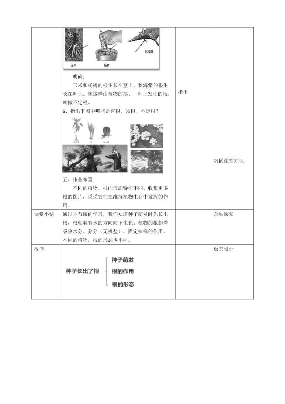 教科版四年级科学下册 1.3《种子长出了根》优秀教案（2套）_第5页