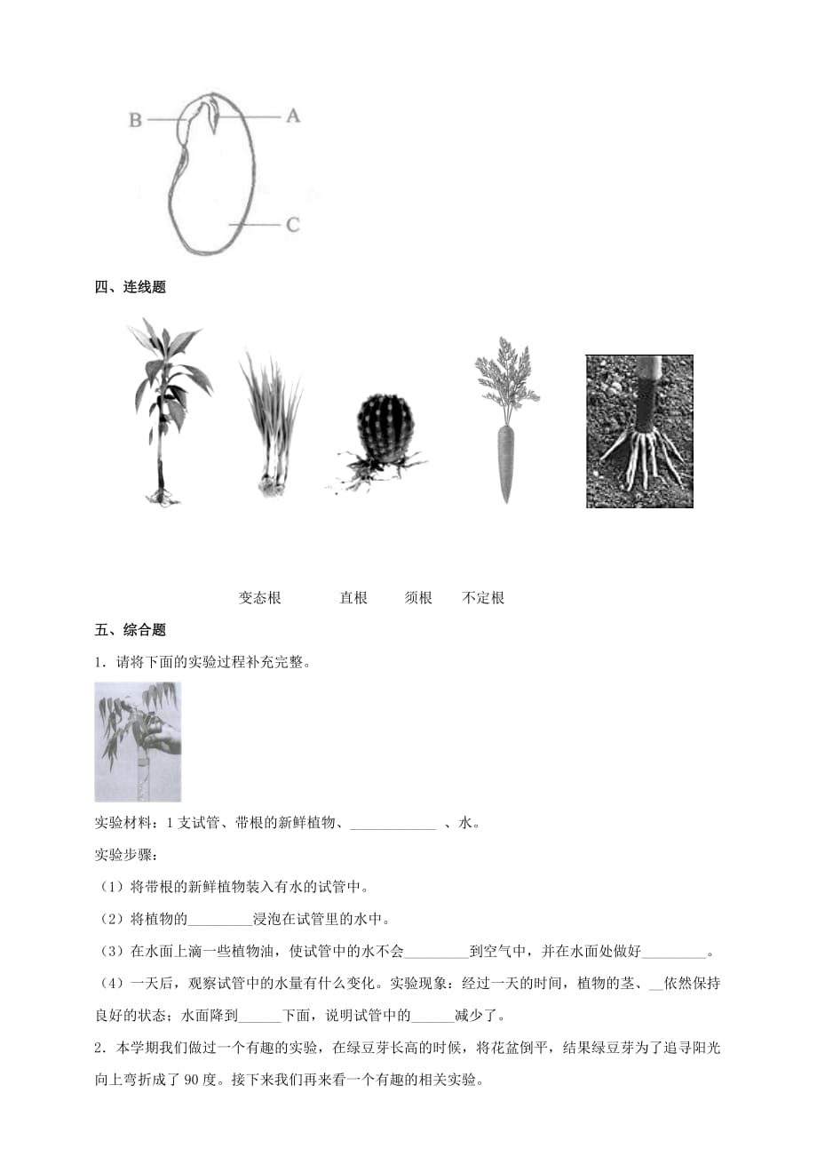 教科版四年级科学下册 1.3《种子长出了根》作业设计_第2页