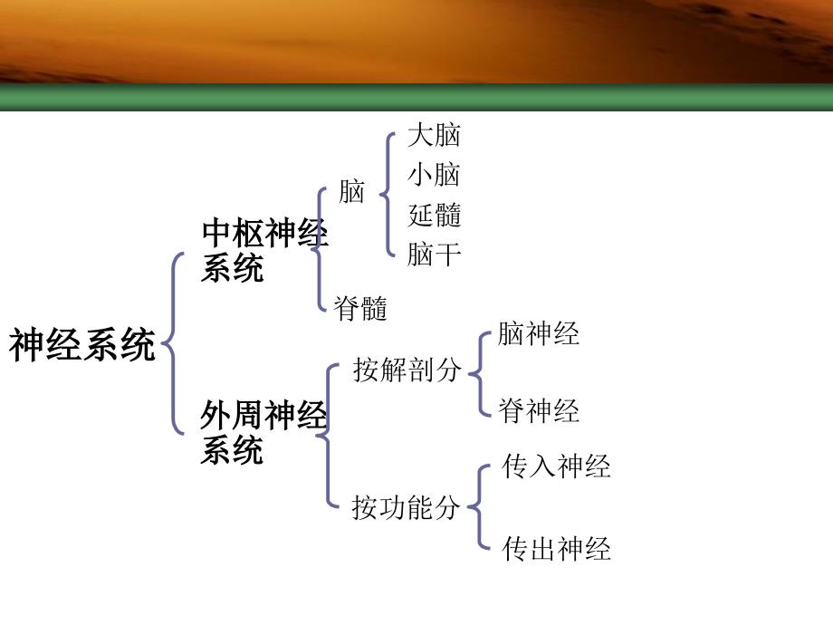 药理学传出神经系统概述_第2页