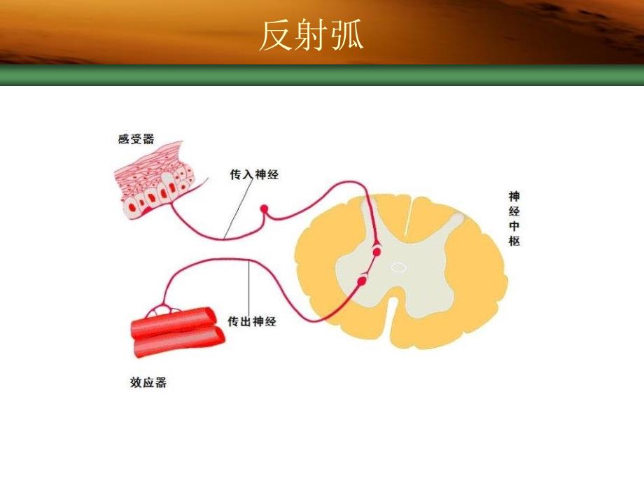 药理学传出神经系统概述_第3页