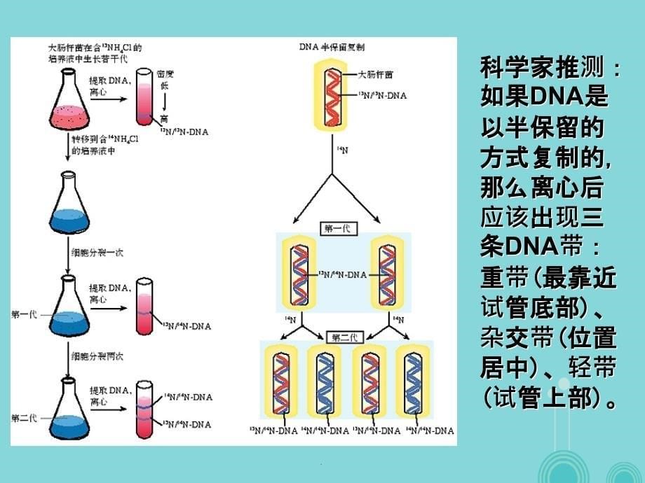 高中生物 3_3 DNA的复制 新人教版必修21_第5页