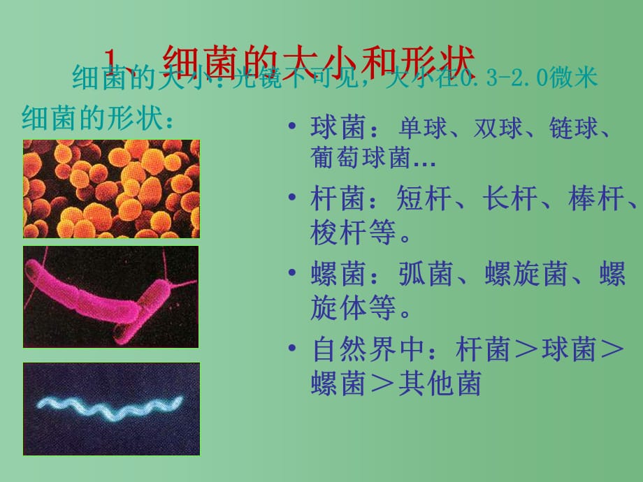 八年级生物下册 13.2 原核生物界2 北京版_第2页