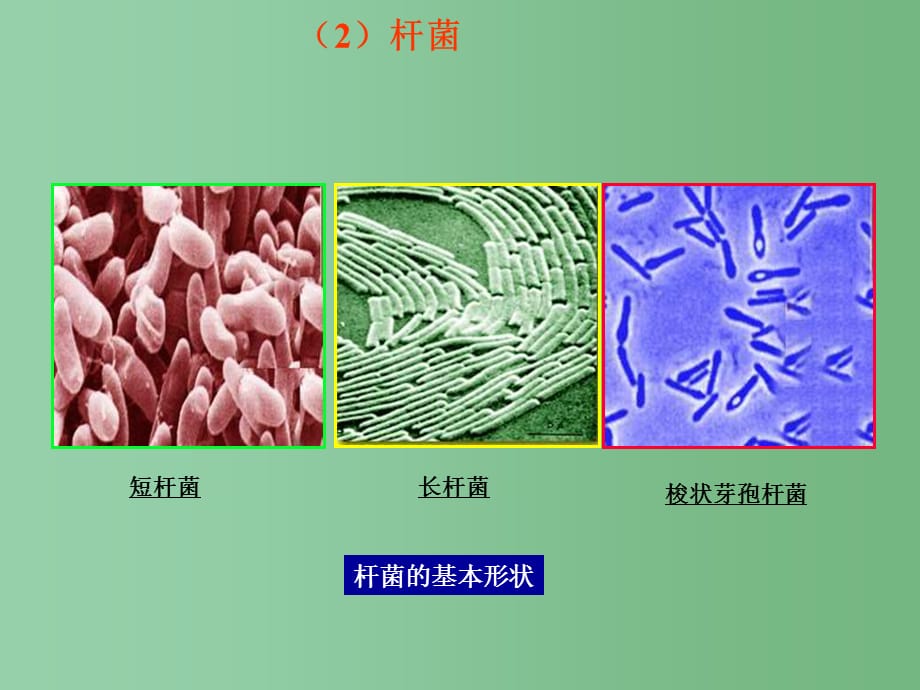 八年级生物下册 13.2 原核生物界2 北京版_第4页