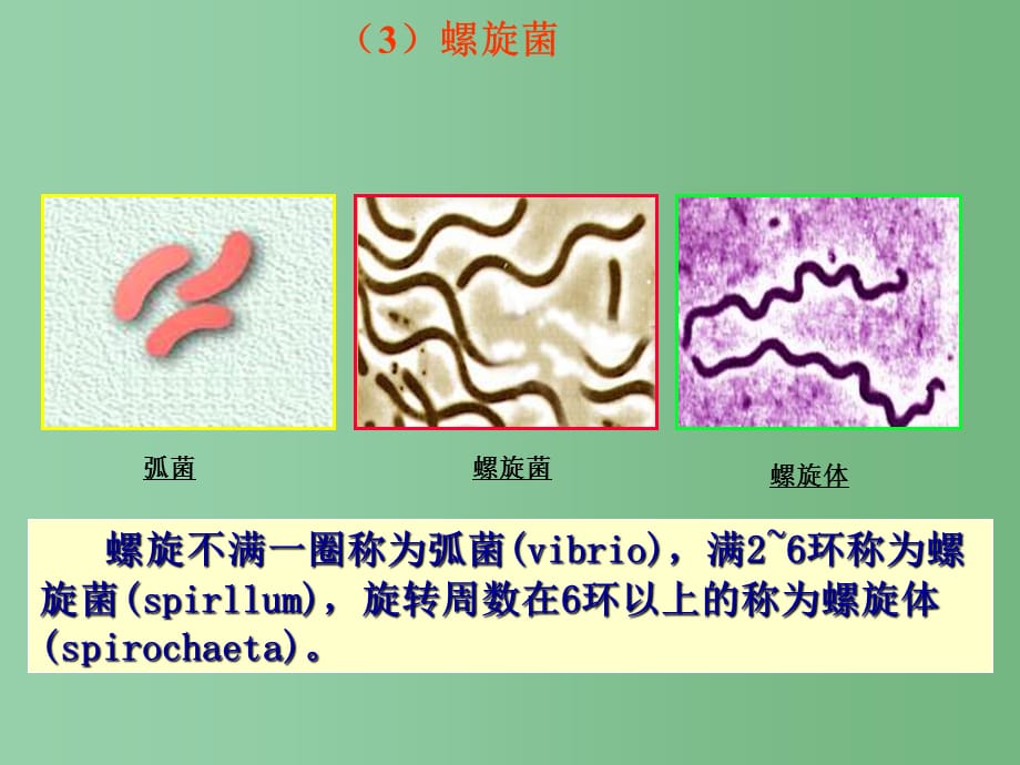 八年级生物下册 13.2 原核生物界2 北京版_第5页