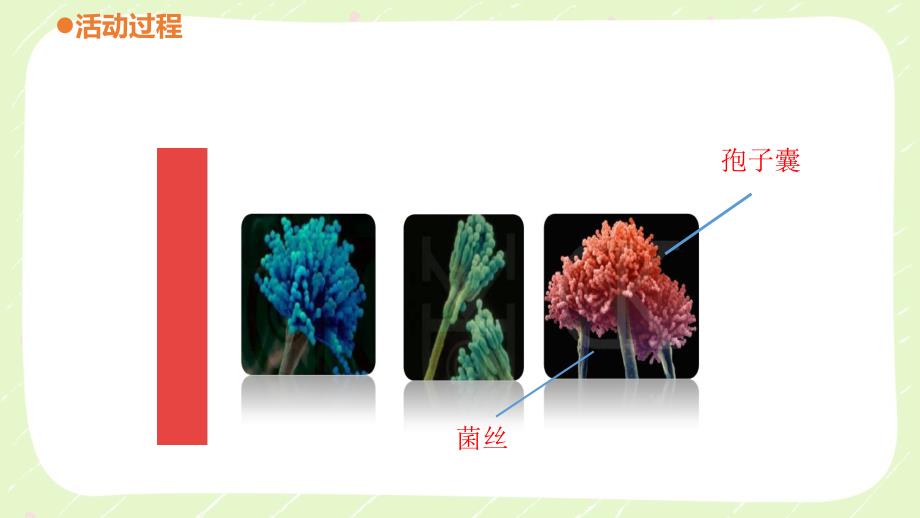 六三制青岛版六年级科学上册第一单元1.3《馒头发霉了》课件_第4页