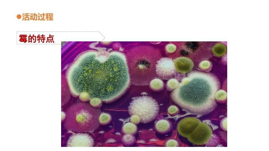 六三制青岛版六年级科学上册第一单元1.3《馒头发霉了》课件_第5页